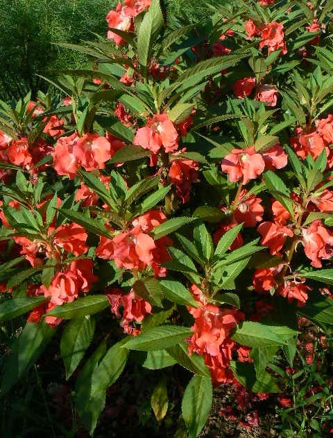 Red Balsam