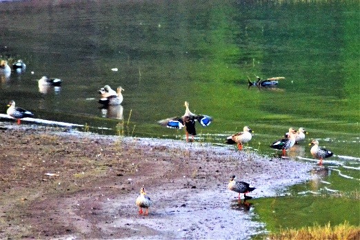Ducks in Shivaji Lake