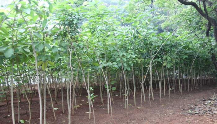 2000 Saplings Planted by Miyawaki Method at Material Organisation, Ghatkopar
